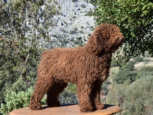 Multi CH. Del Tibio Bart Simpson x Sambra de J.Macelia. Libre de PRA y displasia de caderas