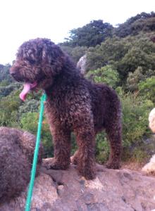 Beluco de J.Macelia x Berza de J.Macelia. Libre de PRA y displasia de caderas